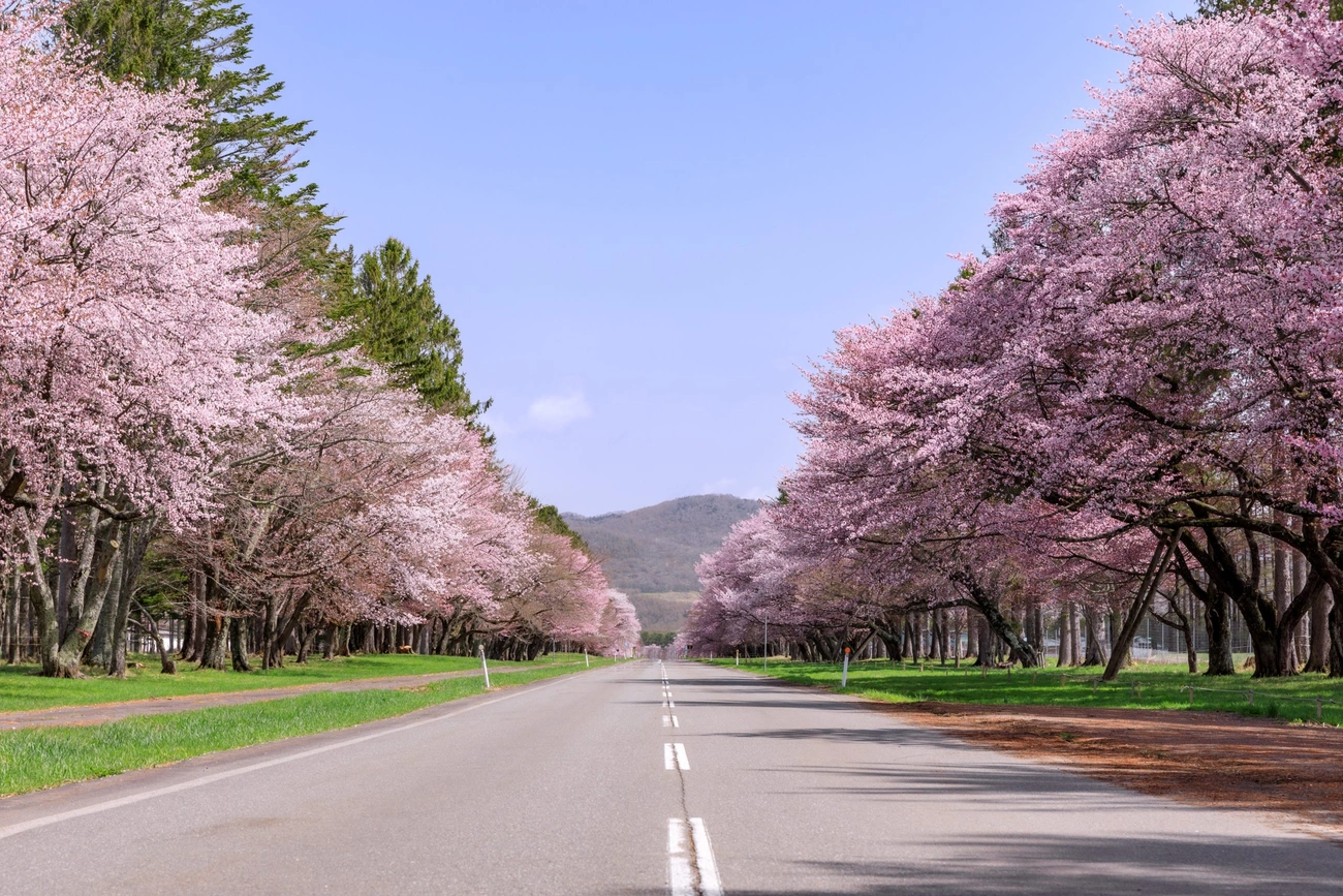 A stay in April, feeling the cherry blossom season