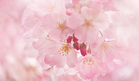 【照片展位春】 Hotel